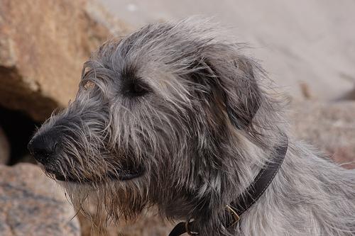 https://images.dog.ceo/breeds/wolfhound-irish/n02090721_309.jpg