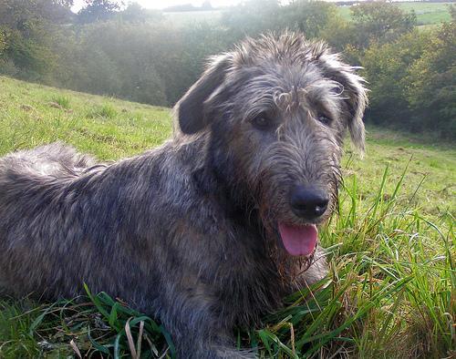 https://images.dog.ceo/breeds/wolfhound-irish/n02090721_3109.jpg