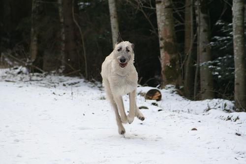 https://images.dog.ceo/breeds/wolfhound-irish/n02090721_3129.jpg