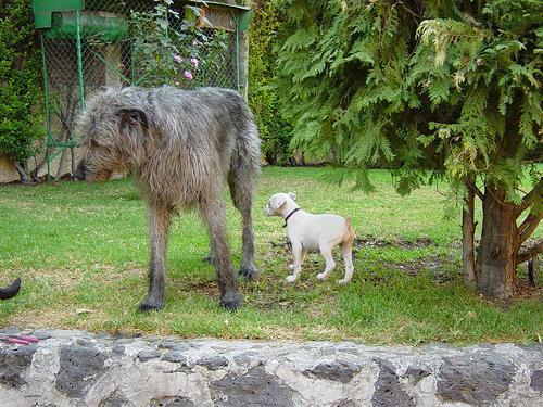 https://images.dog.ceo/breeds/wolfhound-irish/n02090721_3136.jpg