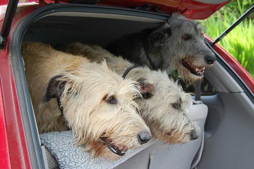 https://images.dog.ceo/breeds/wolfhound-irish/n02090721_3302.jpg