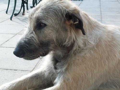 https://images.dog.ceo/breeds/wolfhound-irish/n02090721_3398.jpg