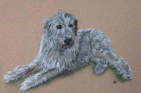 https://images.dog.ceo/breeds/wolfhound-irish/n02090721_342.jpg