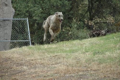 https://images.dog.ceo/breeds/wolfhound-irish/n02090721_348.jpg