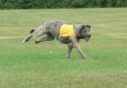 https://images.dog.ceo/breeds/wolfhound-irish/n02090721_3500.jpg