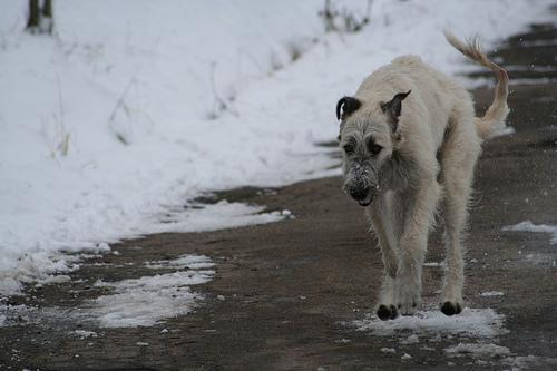 https://images.dog.ceo/breeds/wolfhound-irish/n02090721_3527.jpg