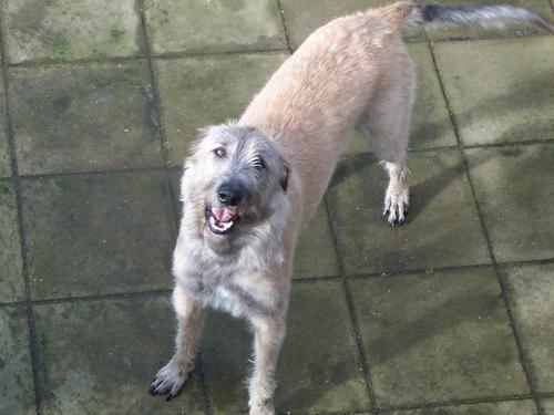 https://images.dog.ceo/breeds/wolfhound-irish/n02090721_3564.jpg