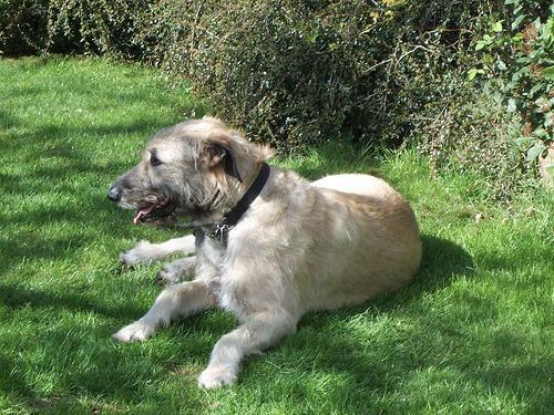 https://images.dog.ceo/breeds/wolfhound-irish/n02090721_363.jpg