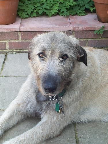 https://images.dog.ceo/breeds/wolfhound-irish/n02090721_3667.jpg