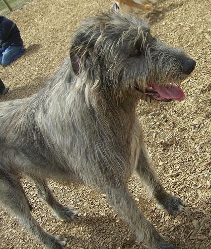 https://images.dog.ceo/breeds/wolfhound-irish/n02090721_3763.jpg