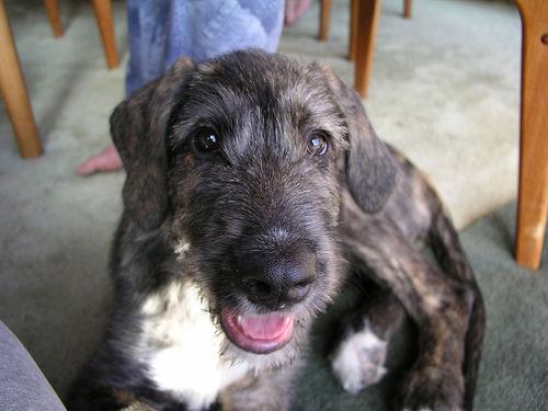 https://images.dog.ceo/breeds/wolfhound-irish/n02090721_3771.jpg