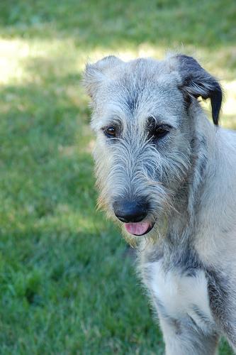 https://images.dog.ceo/breeds/wolfhound-irish/n02090721_3866.jpg