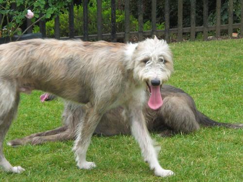 https://images.dog.ceo/breeds/wolfhound-irish/n02090721_3999.jpg