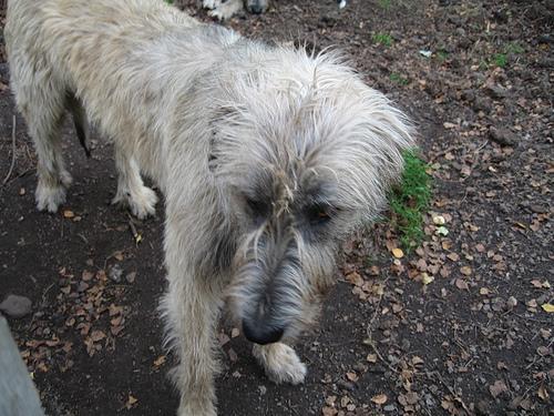 https://images.dog.ceo/breeds/wolfhound-irish/n02090721_4073.jpg