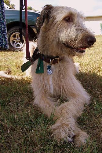 https://images.dog.ceo/breeds/wolfhound-irish/n02090721_4092.jpg