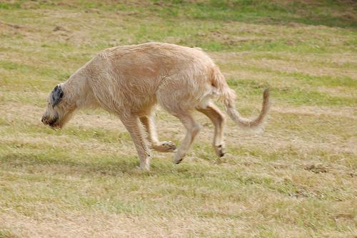 https://images.dog.ceo/breeds/wolfhound-irish/n02090721_4095.jpg