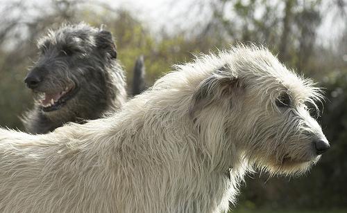 https://images.dog.ceo/breeds/wolfhound-irish/n02090721_4130.jpg