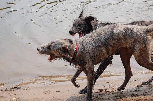 https://images.dog.ceo/breeds/wolfhound-irish/n02090721_4200.jpg