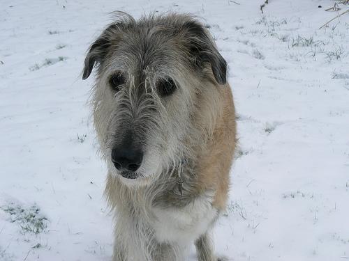 https://images.dog.ceo/breeds/wolfhound-irish/n02090721_4203.jpg