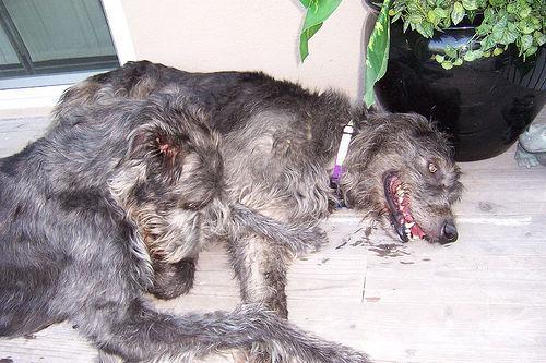 https://images.dog.ceo/breeds/wolfhound-irish/n02090721_4207.jpg