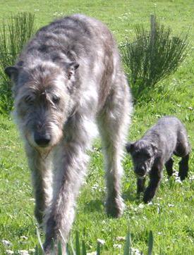 https://images.dog.ceo/breeds/wolfhound-irish/n02090721_4290.jpg