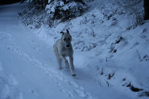 https://images.dog.ceo/breeds/wolfhound-irish/n02090721_4309.jpg