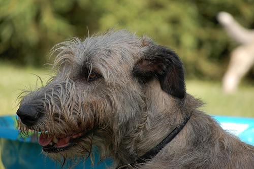 https://images.dog.ceo/breeds/wolfhound-irish/n02090721_4326.jpg