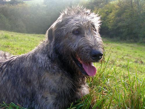 https://images.dog.ceo/breeds/wolfhound-irish/n02090721_4333.jpg