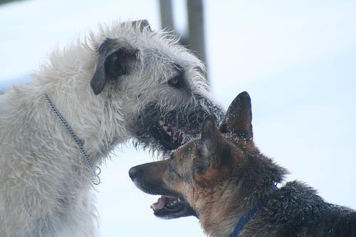 https://images.dog.ceo/breeds/wolfhound-irish/n02090721_4349.jpg