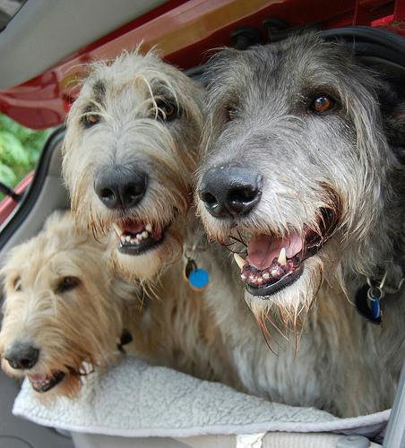 https://images.dog.ceo/breeds/wolfhound-irish/n02090721_4353.jpg