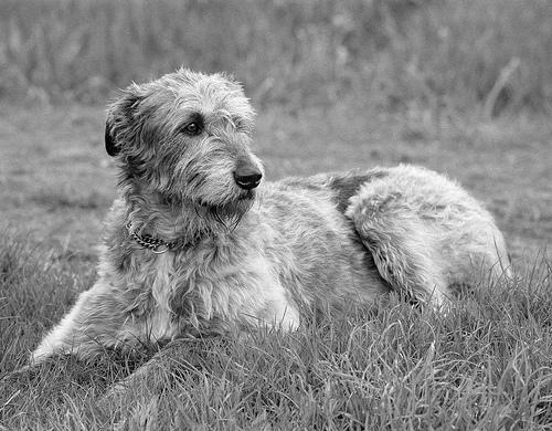 https://images.dog.ceo/breeds/wolfhound-irish/n02090721_4362.jpg