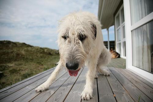 https://images.dog.ceo/breeds/wolfhound-irish/n02090721_4376.jpg