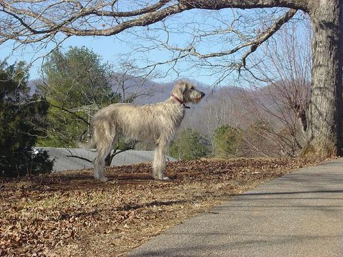 https://images.dog.ceo/breeds/wolfhound-irish/n02090721_4433.jpg