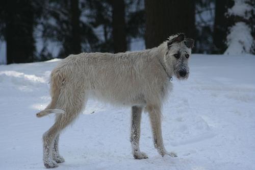 https://images.dog.ceo/breeds/wolfhound-irish/n02090721_452.jpg