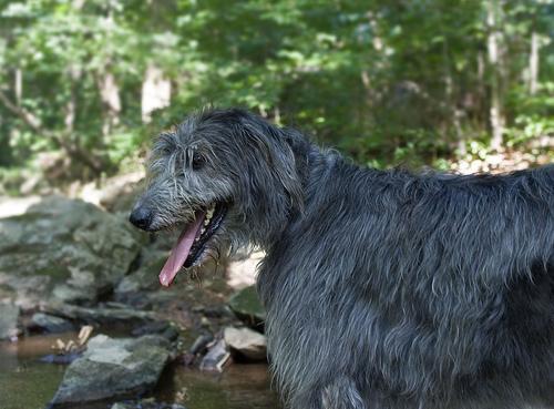 https://images.dog.ceo/breeds/wolfhound-irish/n02090721_465.jpg