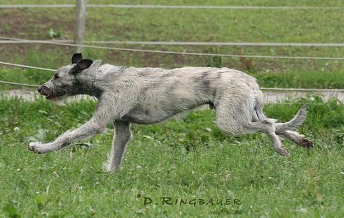 https://images.dog.ceo/breeds/wolfhound-irish/n02090721_471.jpg