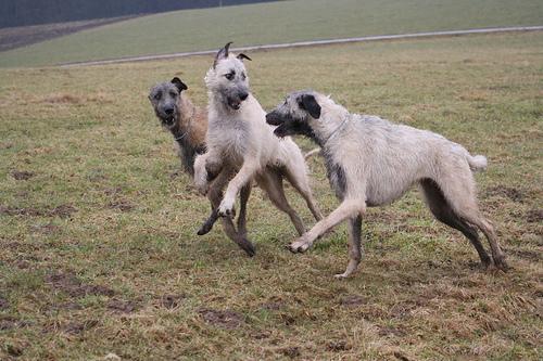 https://images.dog.ceo/breeds/wolfhound-irish/n02090721_503.jpg