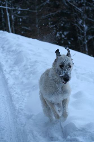 https://images.dog.ceo/breeds/wolfhound-irish/n02090721_5049.jpg