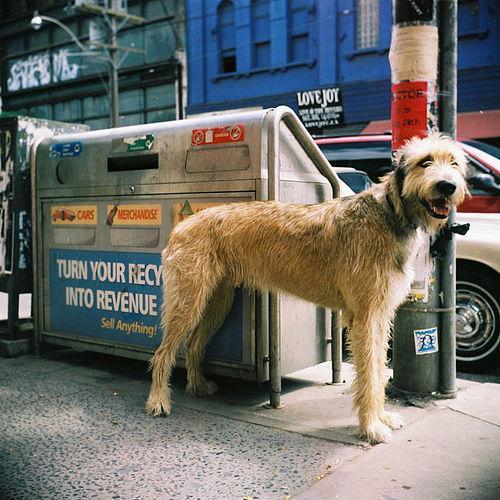 https://images.dog.ceo/breeds/wolfhound-irish/n02090721_5172.jpg