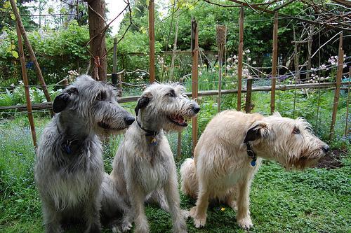 https://images.dog.ceo/breeds/wolfhound-irish/n02090721_537.jpg