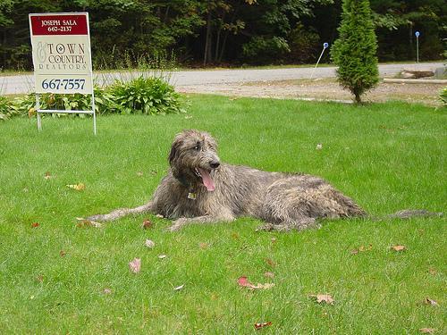 https://images.dog.ceo/breeds/wolfhound-irish/n02090721_550.jpg