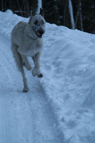 https://images.dog.ceo/breeds/wolfhound-irish/n02090721_5536.jpg