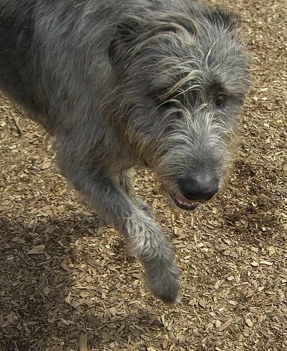 https://images.dog.ceo/breeds/wolfhound-irish/n02090721_5716.jpg