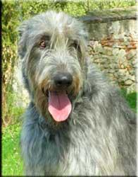 https://images.dog.ceo/breeds/wolfhound-irish/n02090721_5759.jpg