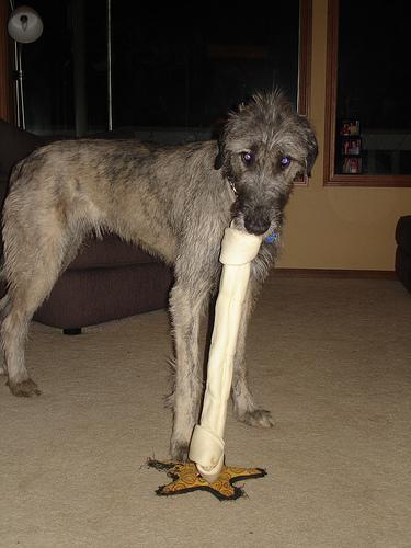 https://images.dog.ceo/breeds/wolfhound-irish/n02090721_5914.jpg