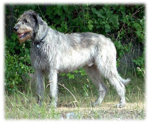 https://images.dog.ceo/breeds/wolfhound-irish/n02090721_6051.jpg