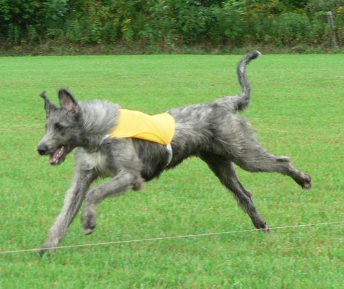 https://images.dog.ceo/breeds/wolfhound-irish/n02090721_607.jpg