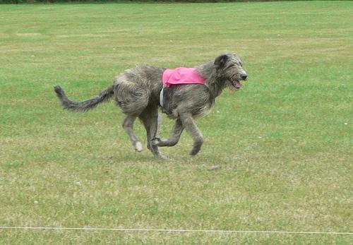 https://images.dog.ceo/breeds/wolfhound-irish/n02090721_6212.jpg