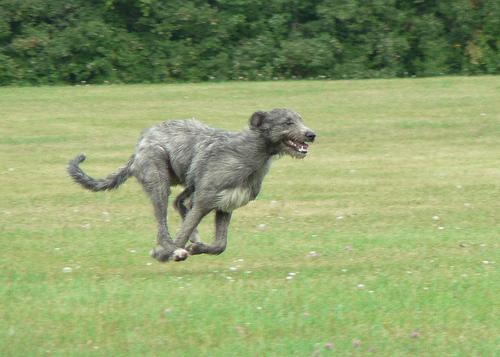 https://images.dog.ceo/breeds/wolfhound-irish/n02090721_6232.jpg