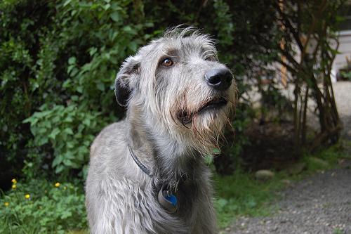 https://images.dog.ceo/breeds/wolfhound-irish/n02090721_626.jpg